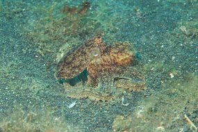 Lembeh-478