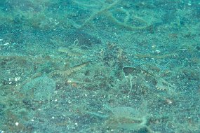 Lembeh-479