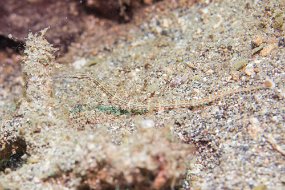 Lembeh-48