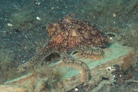 Lembeh-481