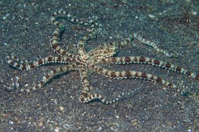 Lembeh-483