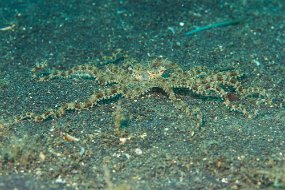 Lembeh-485