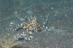 Lembeh-487