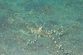Lembeh-488
