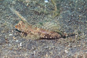 Lembeh-490