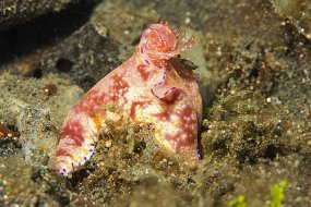 Lembeh-494
