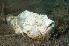 Lembeh-498