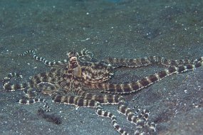 Lembeh-500