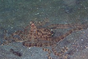 Lembeh-501