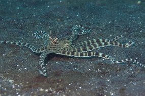 Lembeh-502