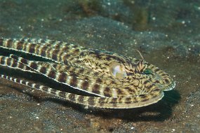 Lembeh-503