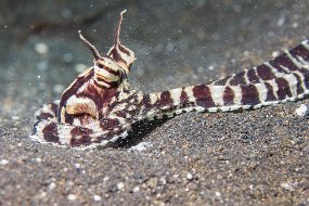 Lembeh-504