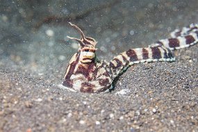 Lembeh-505