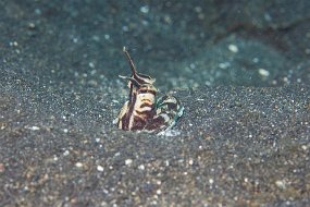 Lembeh-506