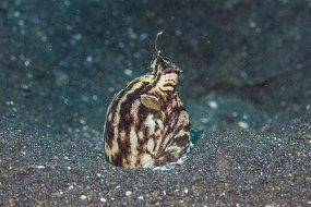 Lembeh-507