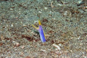 Lembeh-51