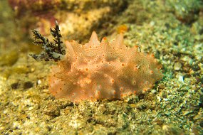 Lembeh-513