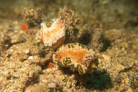 Lembeh-515