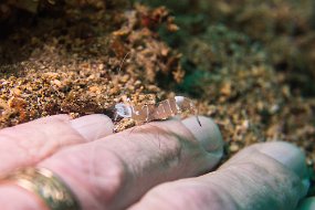 Lembeh-521