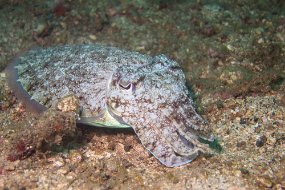 Lembeh-524