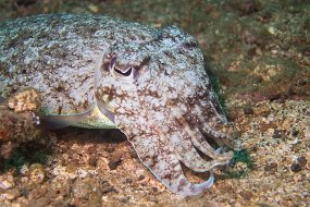 Lembeh-525