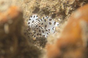 Lembeh-532