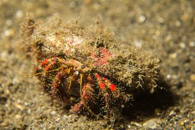 Lembeh-537