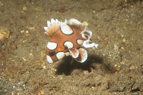 Lembeh-542