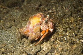 Lembeh-545