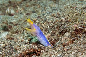 Lembeh-55