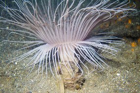 Lembeh-554