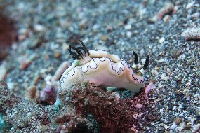 Lembeh-56