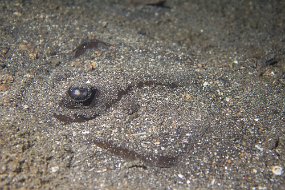 Lembeh-560