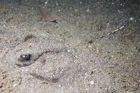 Lembeh-561