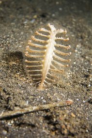 Lembeh-563