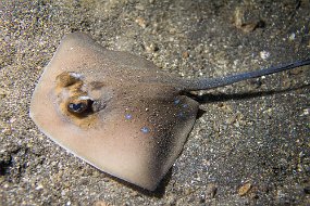 Lembeh-570