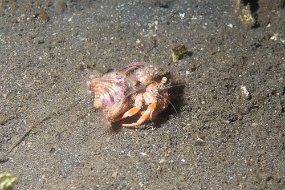 Lembeh-571