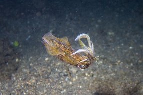 Lembeh-572