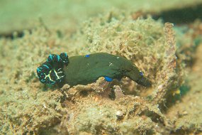 Lembeh-578
