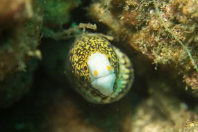 Lembeh-583