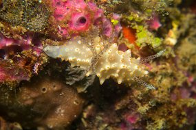 Lembeh-584