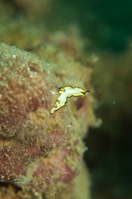 Lembeh-585