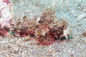 Lembeh-60