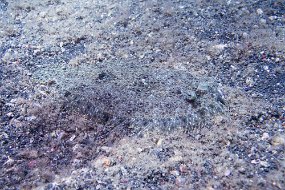Lembeh-617