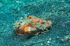 Lembeh-619