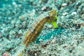 Lembeh-622