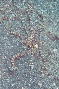 Lembeh-626