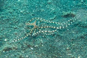 Lembeh-628