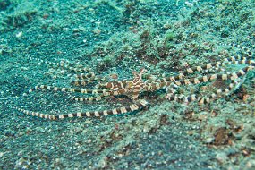 Lembeh-630