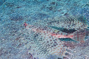 Lembeh-639